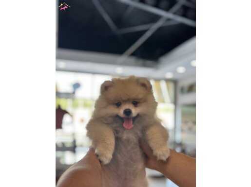 3,5 aylık yavru pomeranian