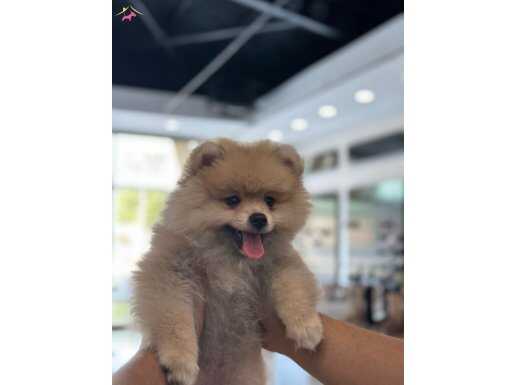 5 Aylık Safkan Pomerian