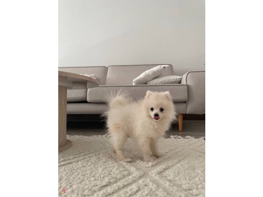 Ankara uygun Pomeranian sevecen