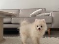 Ankara uygun Pomeranian sevecen