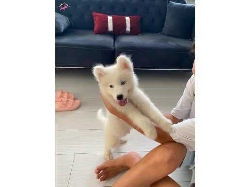 2 aylık samoyed yavru erkek