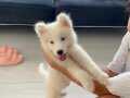2 aylık samoyed yavru erkek