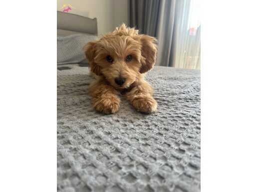 Maltipoo 4 ay