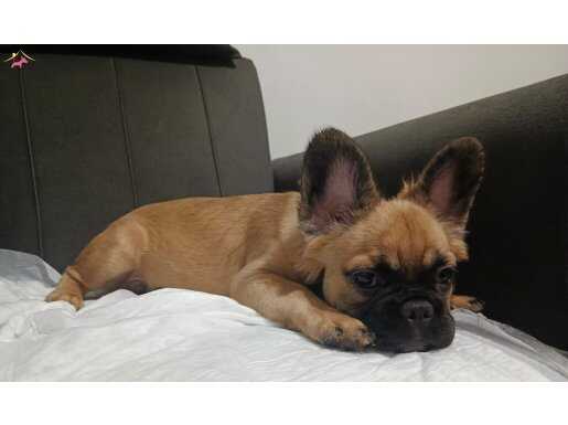 French bulldog