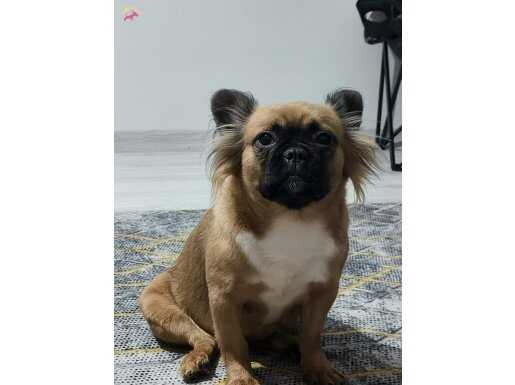 Dişi french bulldog