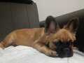 French bulldog