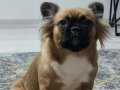Dişi french bulldog