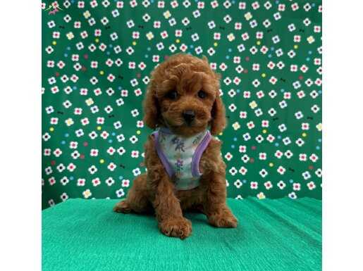 Red Brown Orjinal Poodle