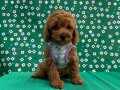 Red Brown Orjinal Poodle