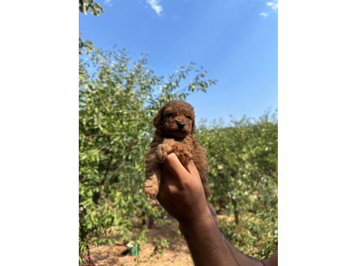 Toy Poodle 