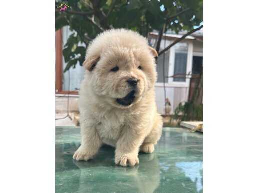 AYI SURAT KALİTELİ CHOW CHOW 