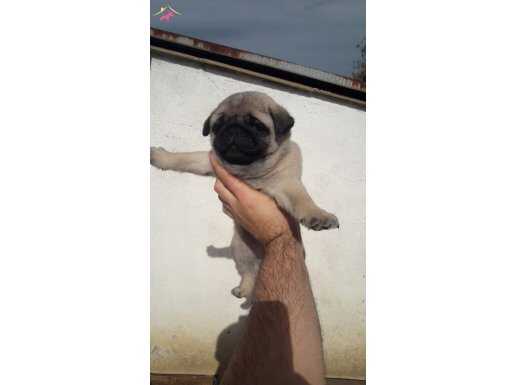Orijinal Pug 