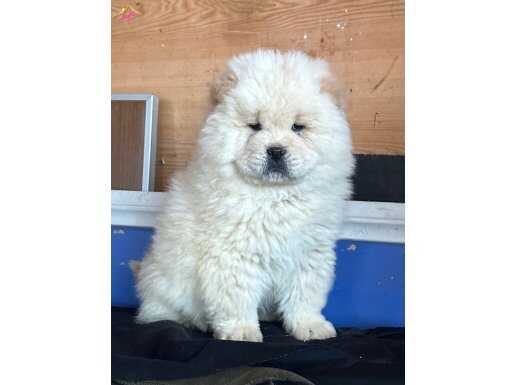 Ayı Surat Chow Chow Yavruları | Şecere Kalitesinde Sosyal Dostlar