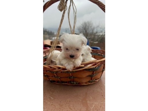 KORE MALTES BEBEKLER 