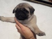 Orijinal Pug 