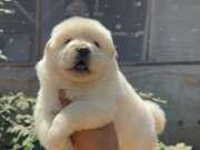 Kaliteli Chow Chow Yavruları 