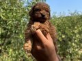 Toy Poodle 