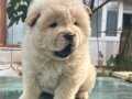 AYI SURAT KALİTELİ CHOW CHOW 