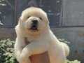 Kaliteli Chow Chow Yavruları 