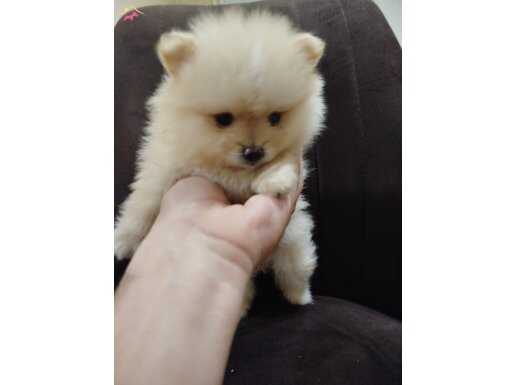 Ayı surat pomeranian boo yavruları