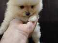 Ayı surat pomeranian boo yavruları