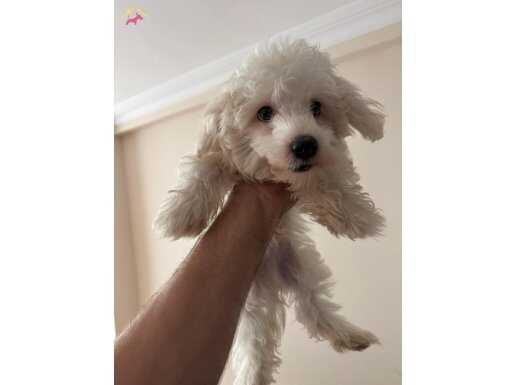 Prens Tobi