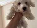 Prens Tobi