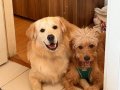 Golden doodle 