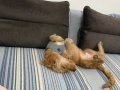 Golden doodle 