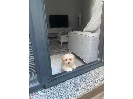 Mini maltipo