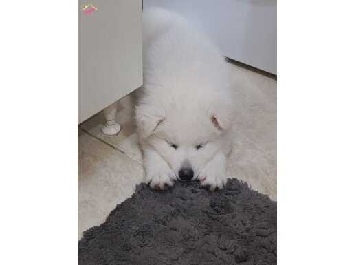 Samoyed yavrusu 3 aylık erkek.
