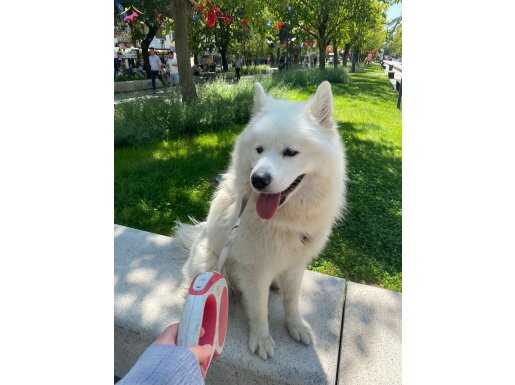 Safkan samoyed 1 buçuk yaşında temel itaat eğitimi tam.