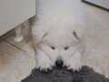Samoyed yavrusu 3 aylık erkek.