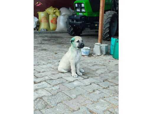 Ücretli sahiplendirilecek yavru köpekler
