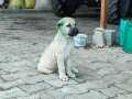Ücretli sahiplendirilecek yavru köpekler