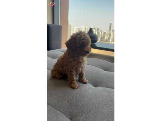 Aileye uyumlu eğitime açık dost toy poodle
