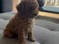 Aileye uyumlu eğitime açık dost toy poodle