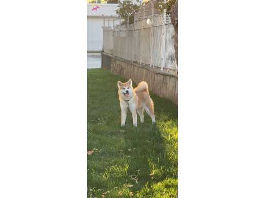 1 yaşında  Japon akita inu çok akilli ev köpeği 