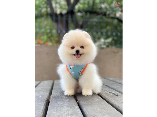 POMERANİAN