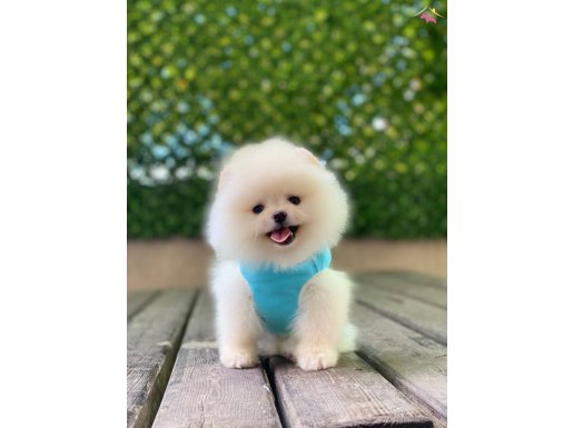 POMERANİAN 