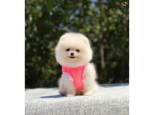 POMERANİAN 