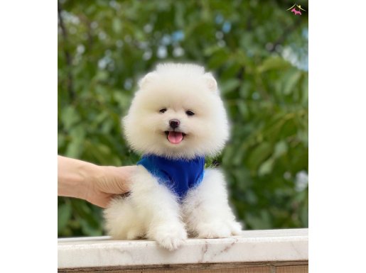 POMERANİAN 