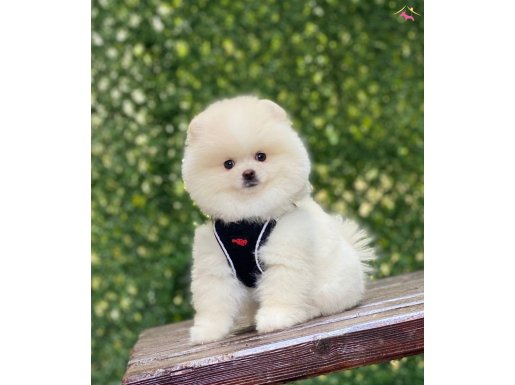 POMERANİAN 