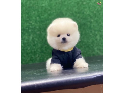 POMERANİAN 