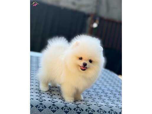 POMERANİAN POO