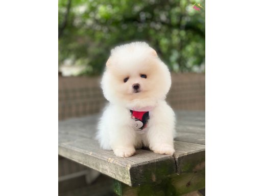 POMERANİAN 