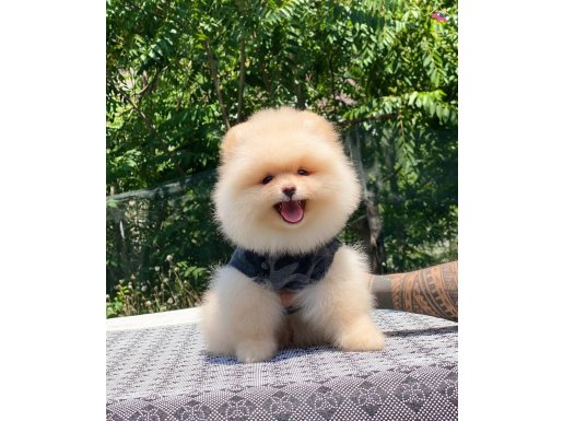 POMERANİAN 