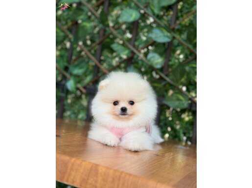 POMERANİAN 