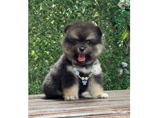 ÖZEL RENK POMERANİAN 