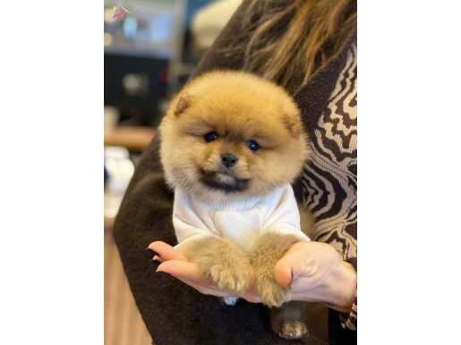 POMERANİAN BOO
